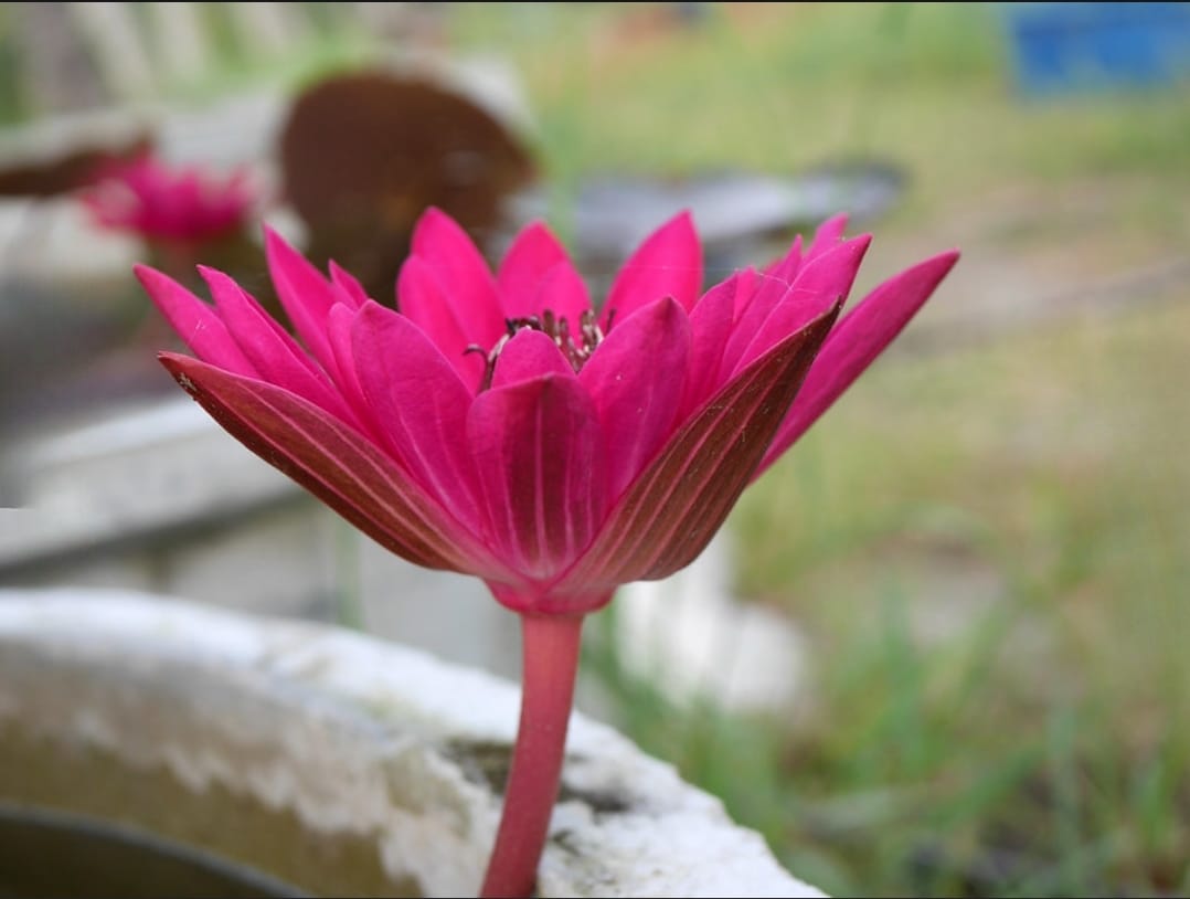 Red Lotus Flower Tea Organic Ceylon Nymphaea Rubra β Natural Herbal Drink - Image 6