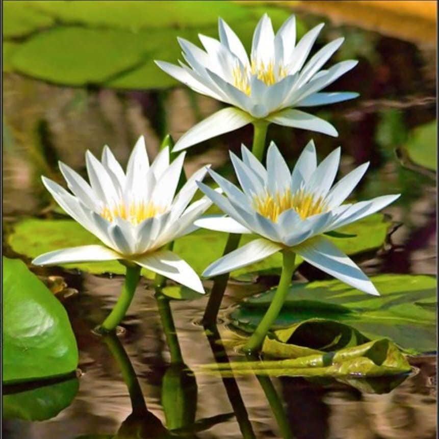 White Lotus Flower Tea Organic Ceylon Nymphaea Ampla – Natural Herbal Drink - Image 6